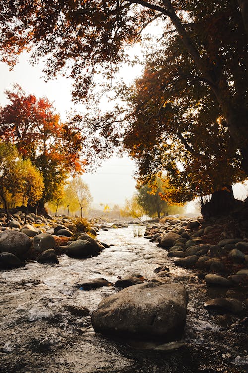 Trees around Stream with Rocks