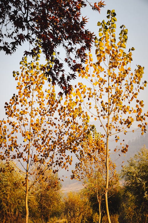 Free Trees in Autumn Stock Photo