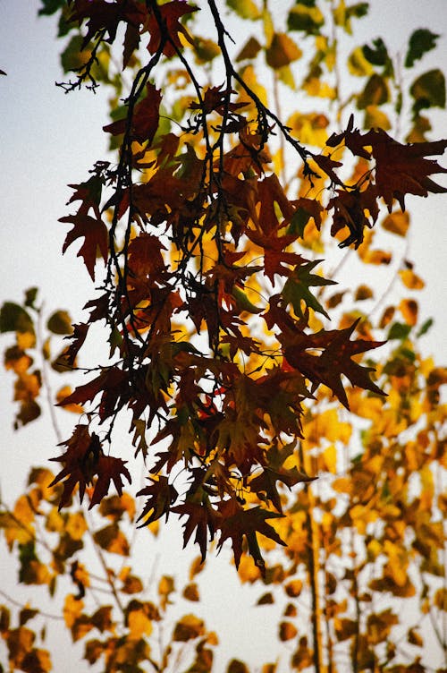 Close up of Autumn Leaves on Branches