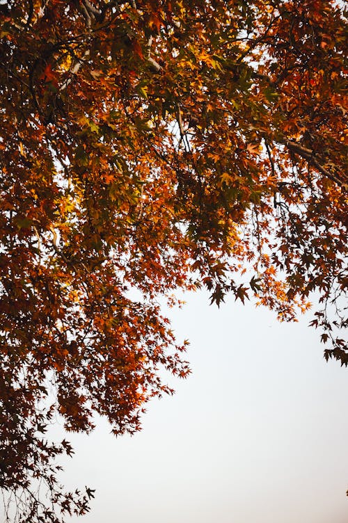가을, 나뭇잎, 다채로운의 무료 스톡 사진