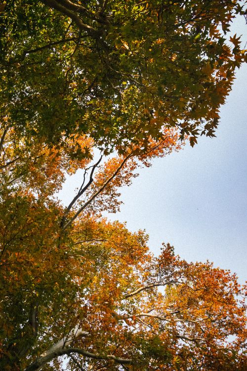 Free Low angle view of vibrant autumn leaves on trees with a clear blue sky background. Stock Photo