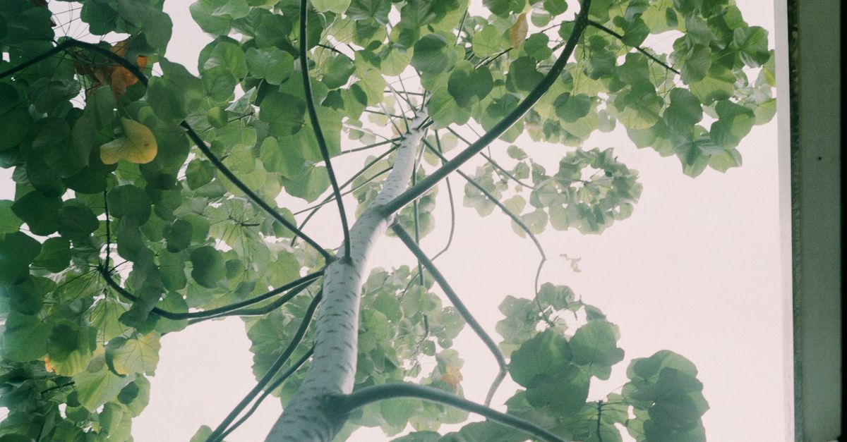 Trunk of a Young Tree with Smooth Bark and Dark Branches · Free Stock Photo