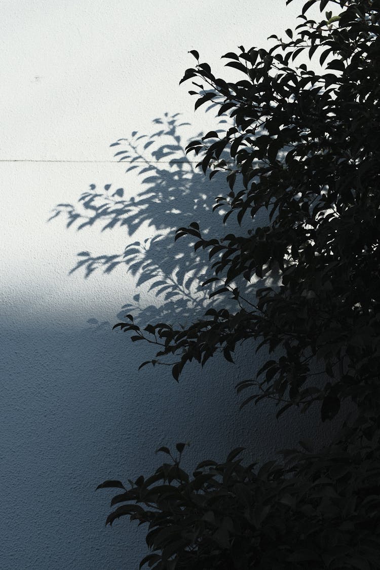 Shrub And Its Shadow On A Wall