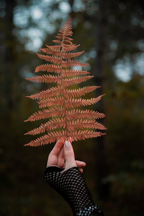 Woman Hand Holding Fern Branch