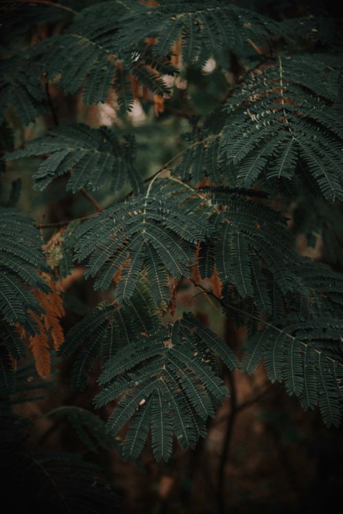 Free Close-up of lush green mimosa tree leaves with intricate texture in an outdoor setting. Stock Photo