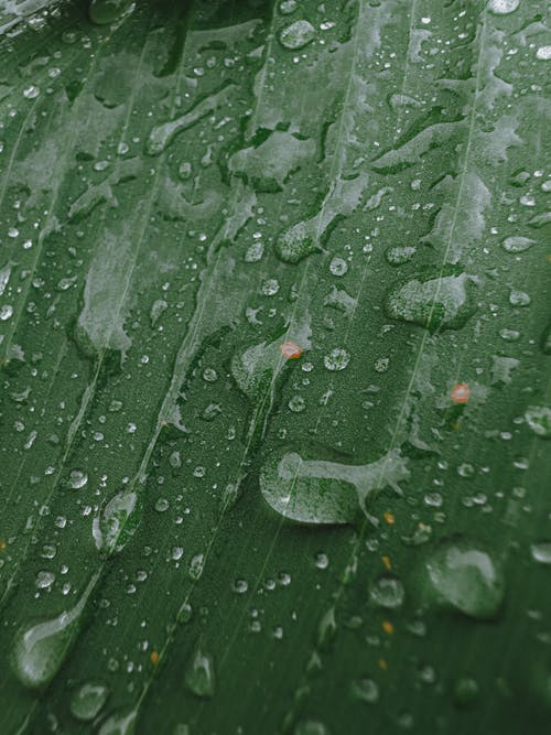 Foto d'estoc gratuïta de fulla, gotes de pluja, humitat