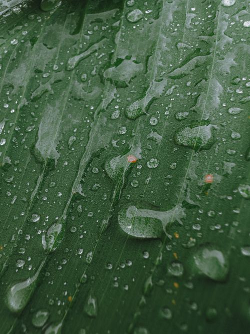 Free Detailed photo of raindrops on a green leaf showcasing surface texture and natural freshness. Stock Photo