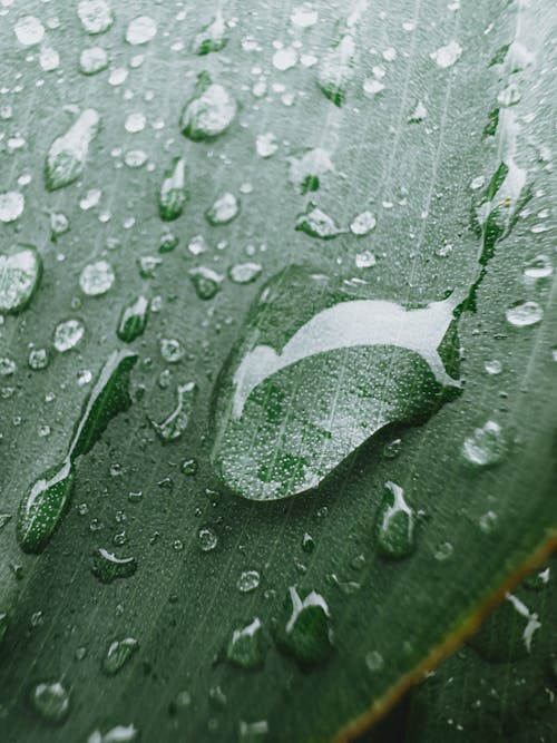Close-up of Raindrops on the Leaf 