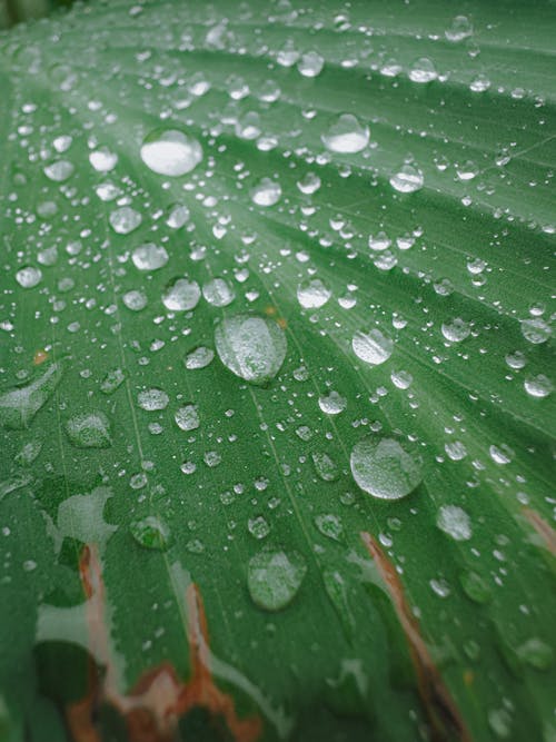 Foto profissional grátis de chuva, folha, gotículas