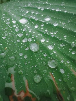 Macro shot of fresh dew droplets scattered on a vibrant green leaf.
