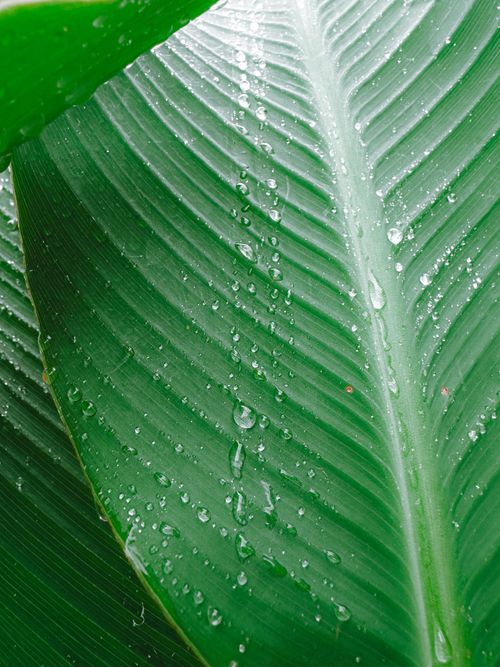 Free A detailed close-up of a fresh green leaf covered with raindrops, showcasing nature's beauty. Stock Photo