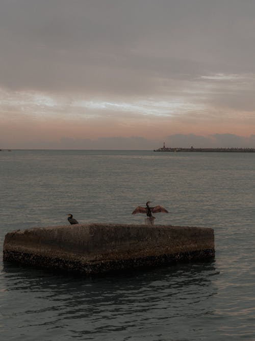 Foto d'estoc gratuïta de alba, animals, corbs marins