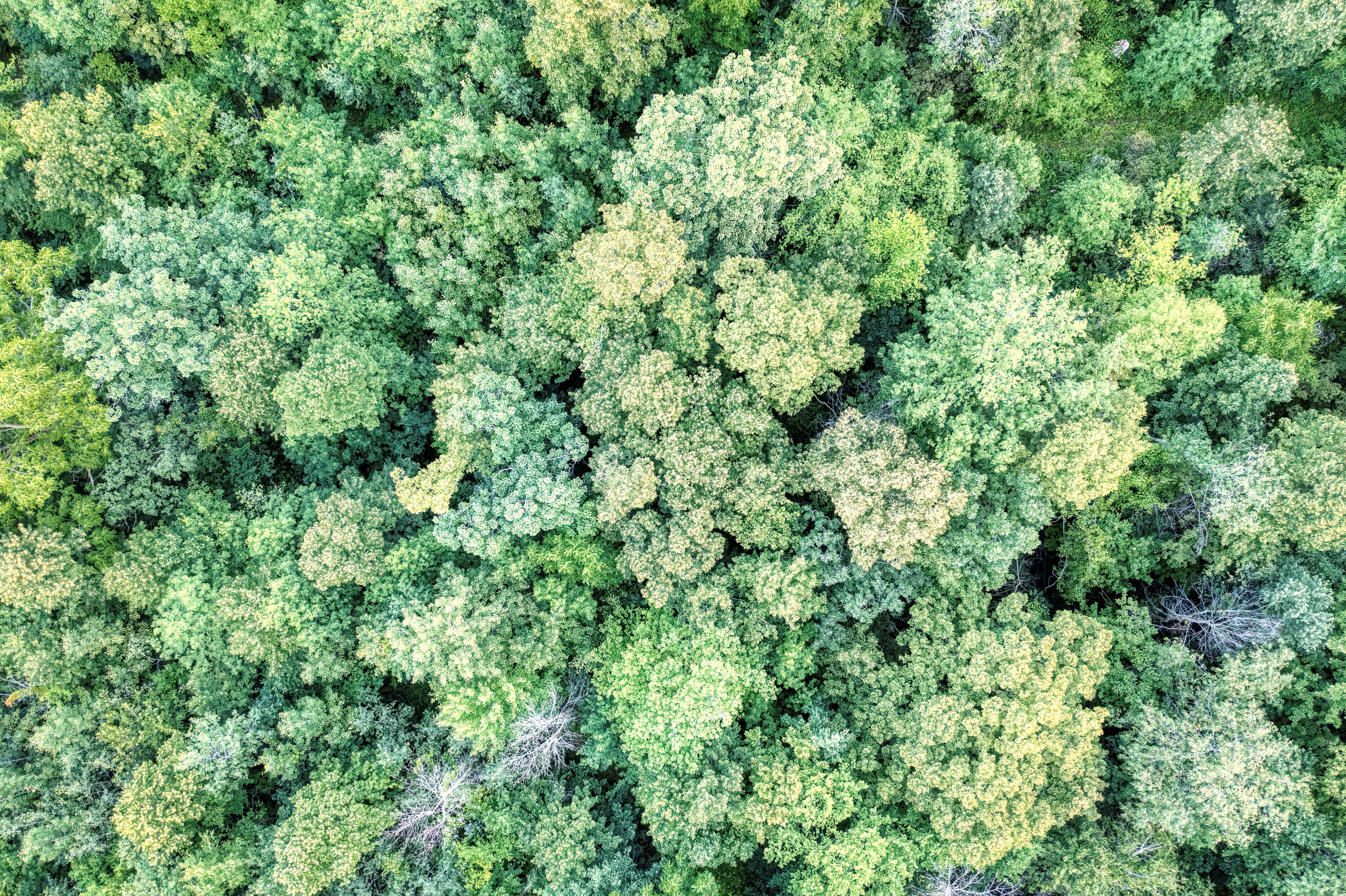 Federal reclassification benefits Vermont medical cannabis program — Photo by Tom Fisk on Pexels
