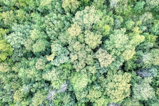 Aerial view of lush forest treetops in Trevino, Wisconsin, showcasing the vibrant summer foliage.