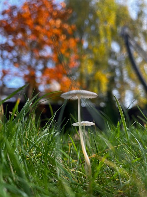 Autumn mushroom 