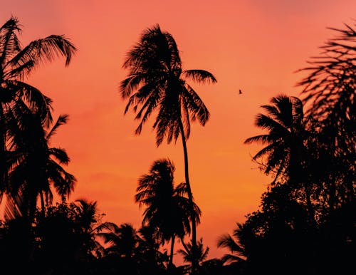 Silhouetted Palm Trees on the Background of a Pink Sunset Sky 