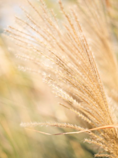 Free Close-up of golden tall grass in a sunlit field, capturing summer's warmth. Stock Photo
