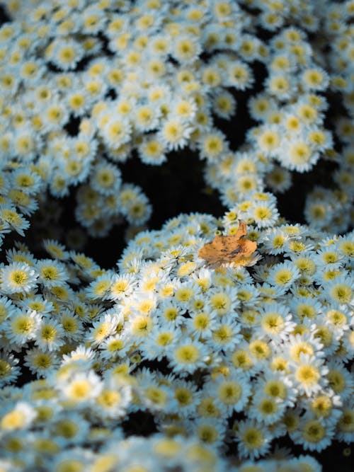 Gratis lagerfoto af blomster, delikat, flora