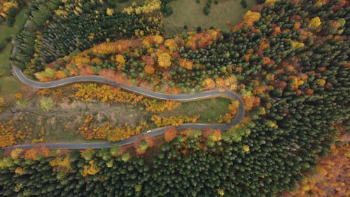 Road among Trees in Autumn