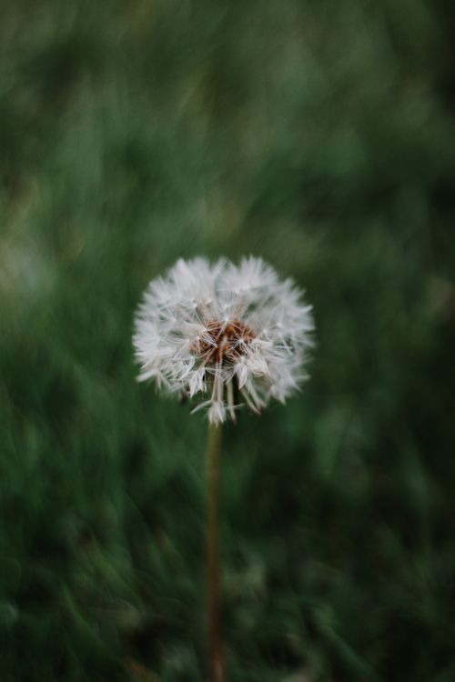 Free Detailed view of a dandelion seed head against blurred green grass background. Stock Photo