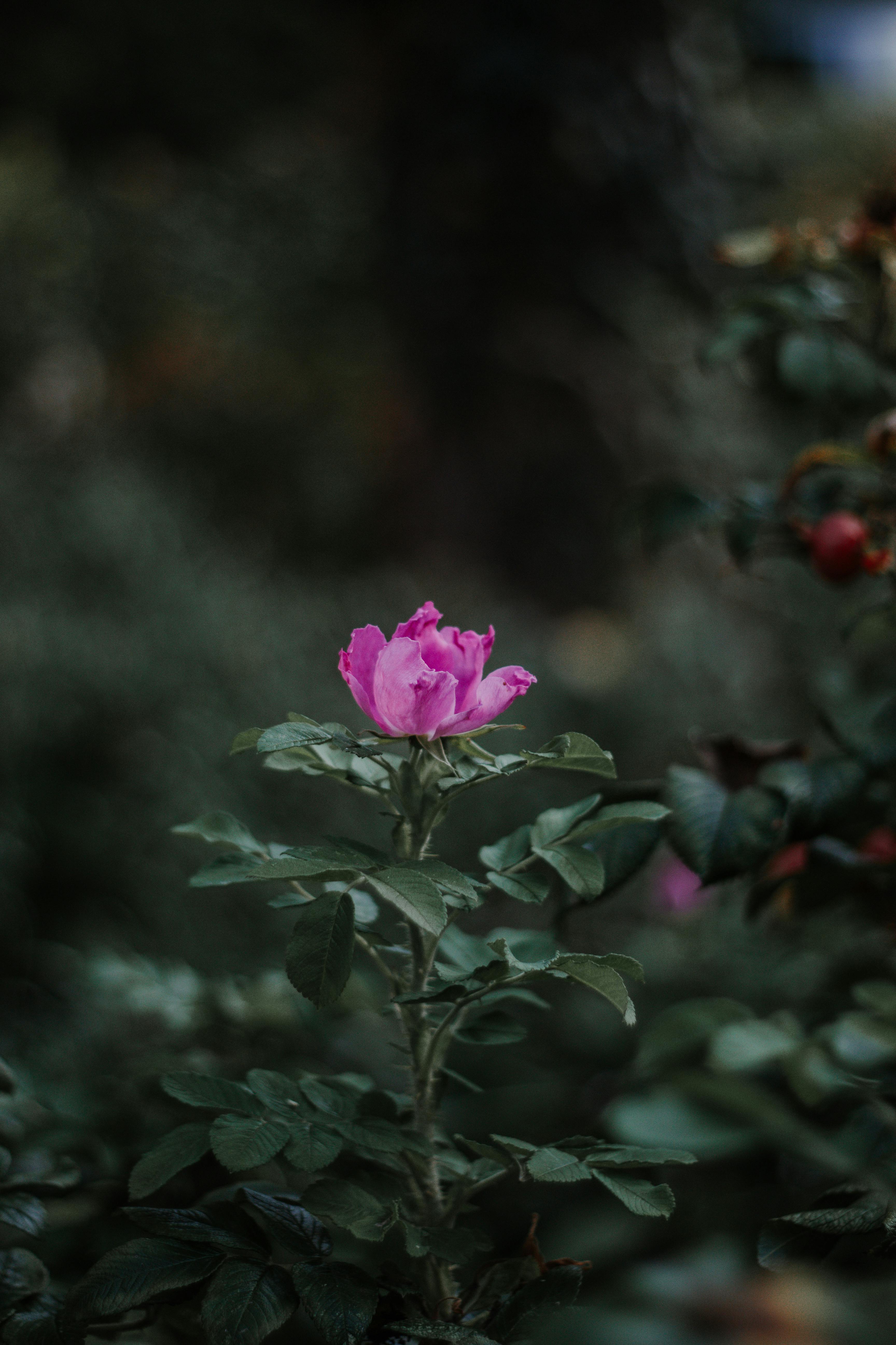Dark Photo of a Pink Rose in a Garden · Free Stock Photo