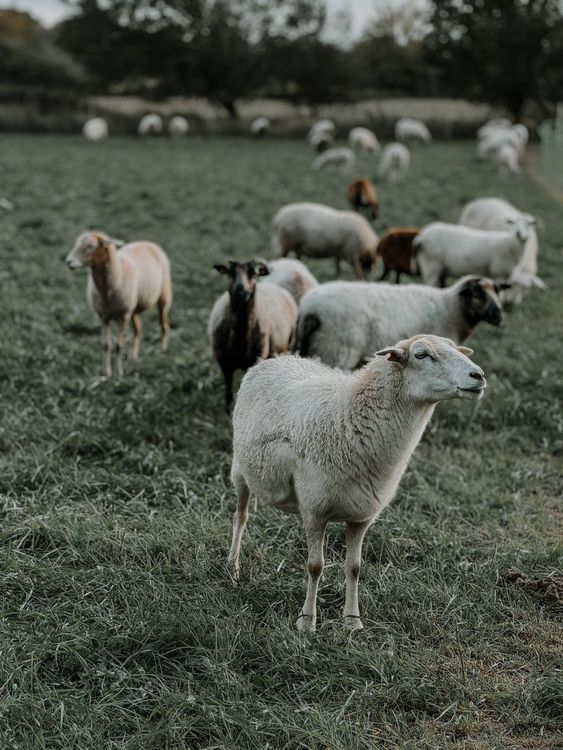A Flock of Sheep on a Pasture · Free Stock Photo