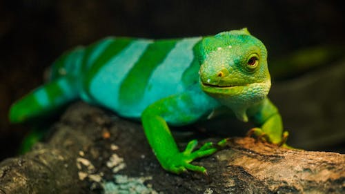 Gecko on a Branch 