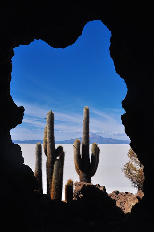 Darmowe zdjęcie z galerii z dziura, kaktus, nasłoneczny