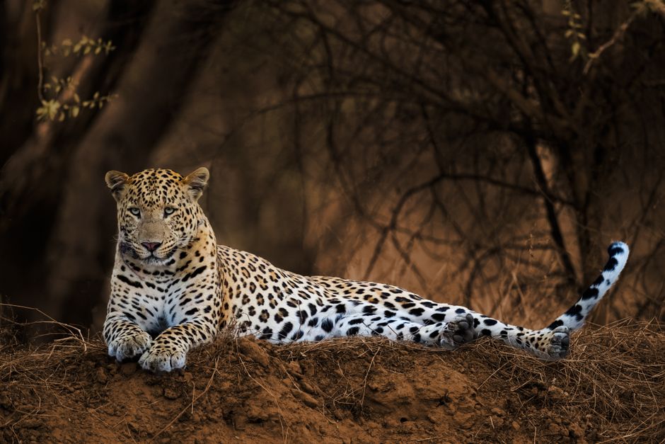 Jeep safari in Ranthambore National Park, India, spotting wildlife