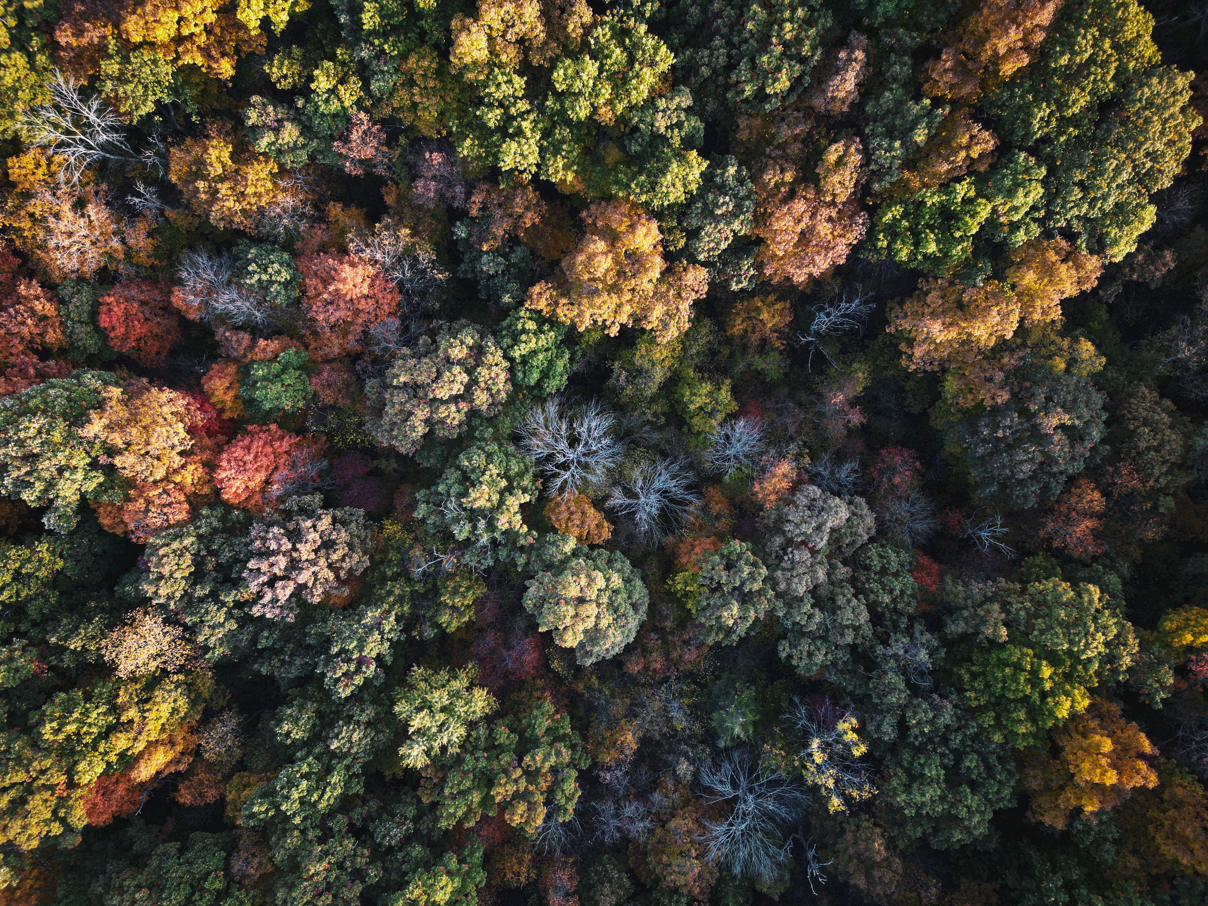 The Rise and Evolution of ESG Compliance in Indian Corporate Governance — Photo by J.  Leonard on Pexels