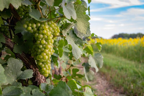 Free Green Grapes on Shrub Stock Photo