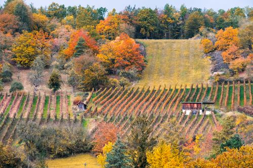Free Colorful autumn vineyard in Weikersheim, Germany with rolling hills and vibrant foliage. Stock Photo