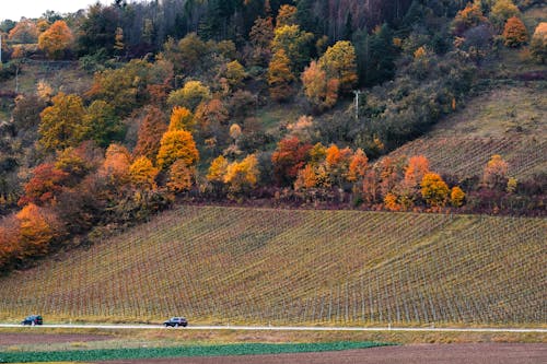Rural Landscape in Autumn