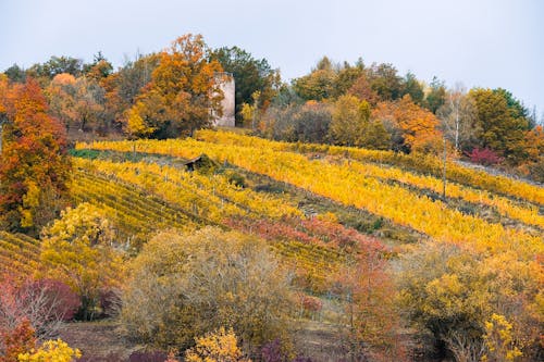Rural Landscape in Autumn 