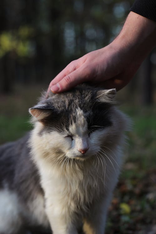 Hand Patting Cat Head