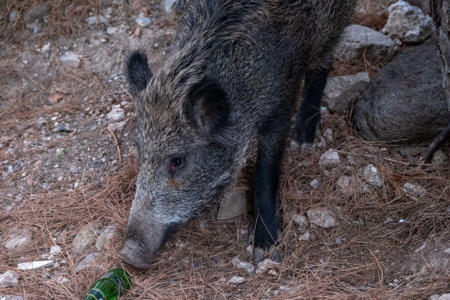 Boar among vegetation