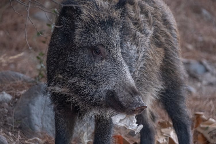 Boar Eating Rubbish