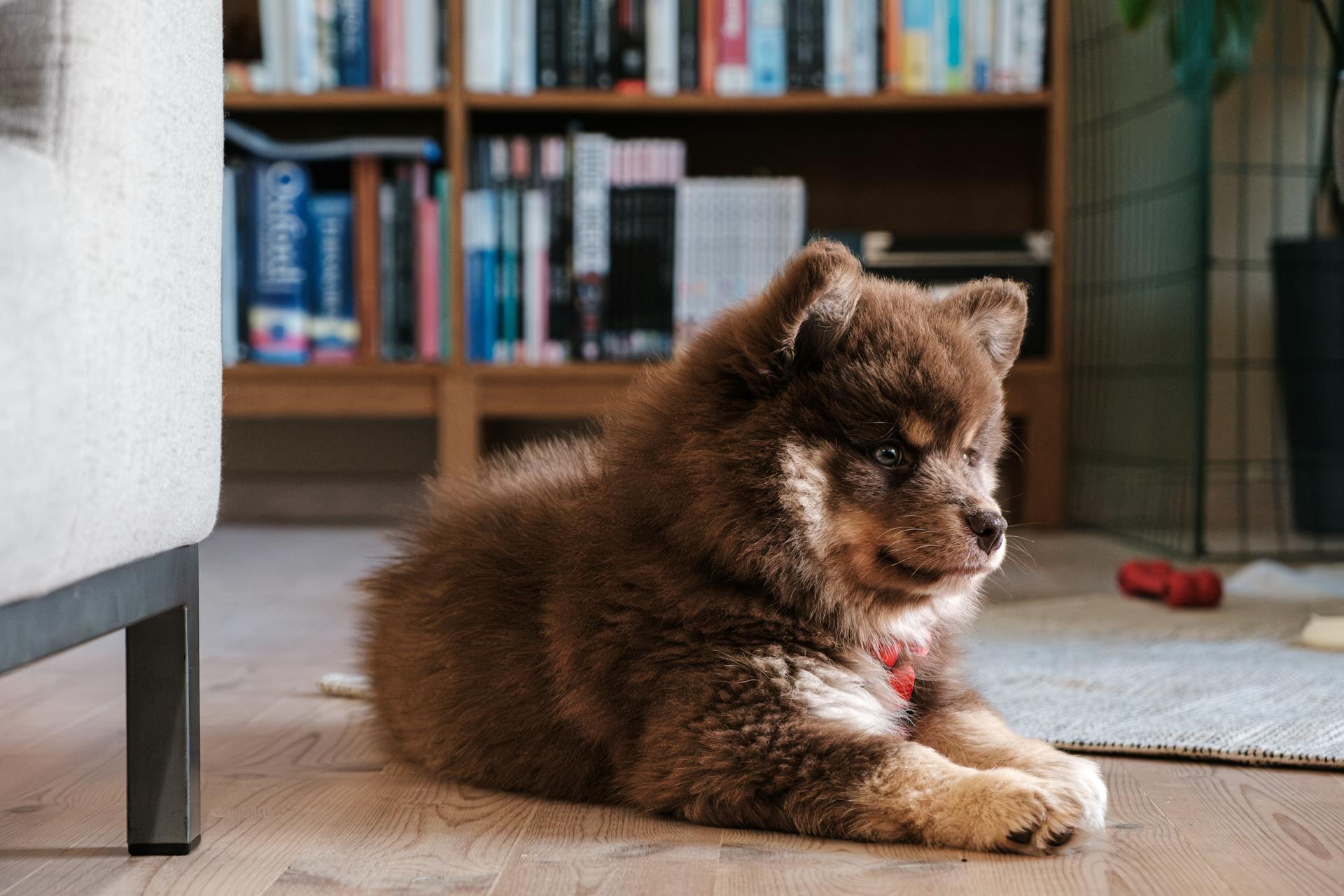 Finnish Lapphund on Wooden Floor