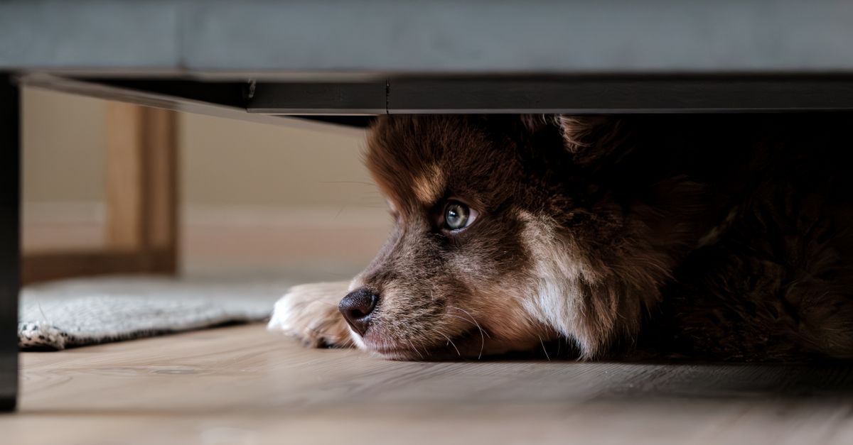 Why Your Dog Hides Under the Bed (And The Overlooked Stress Signals That Actually Matter)