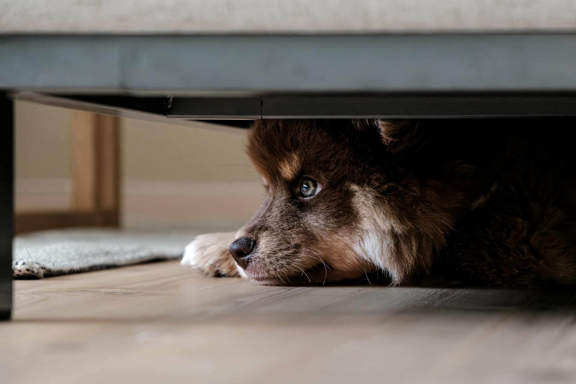 Dog Lying under Sofa