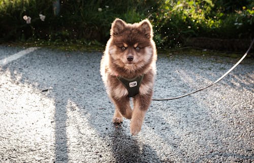 Photo of a Finnish Lapphund