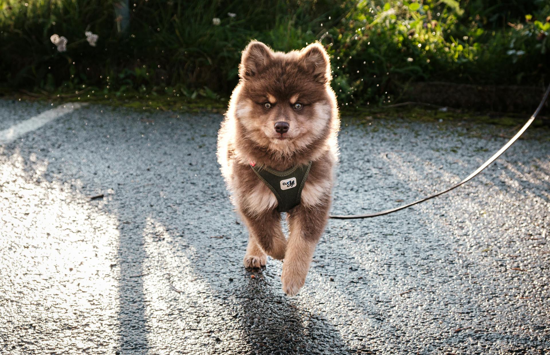 Foto van een Finse Lappenhond