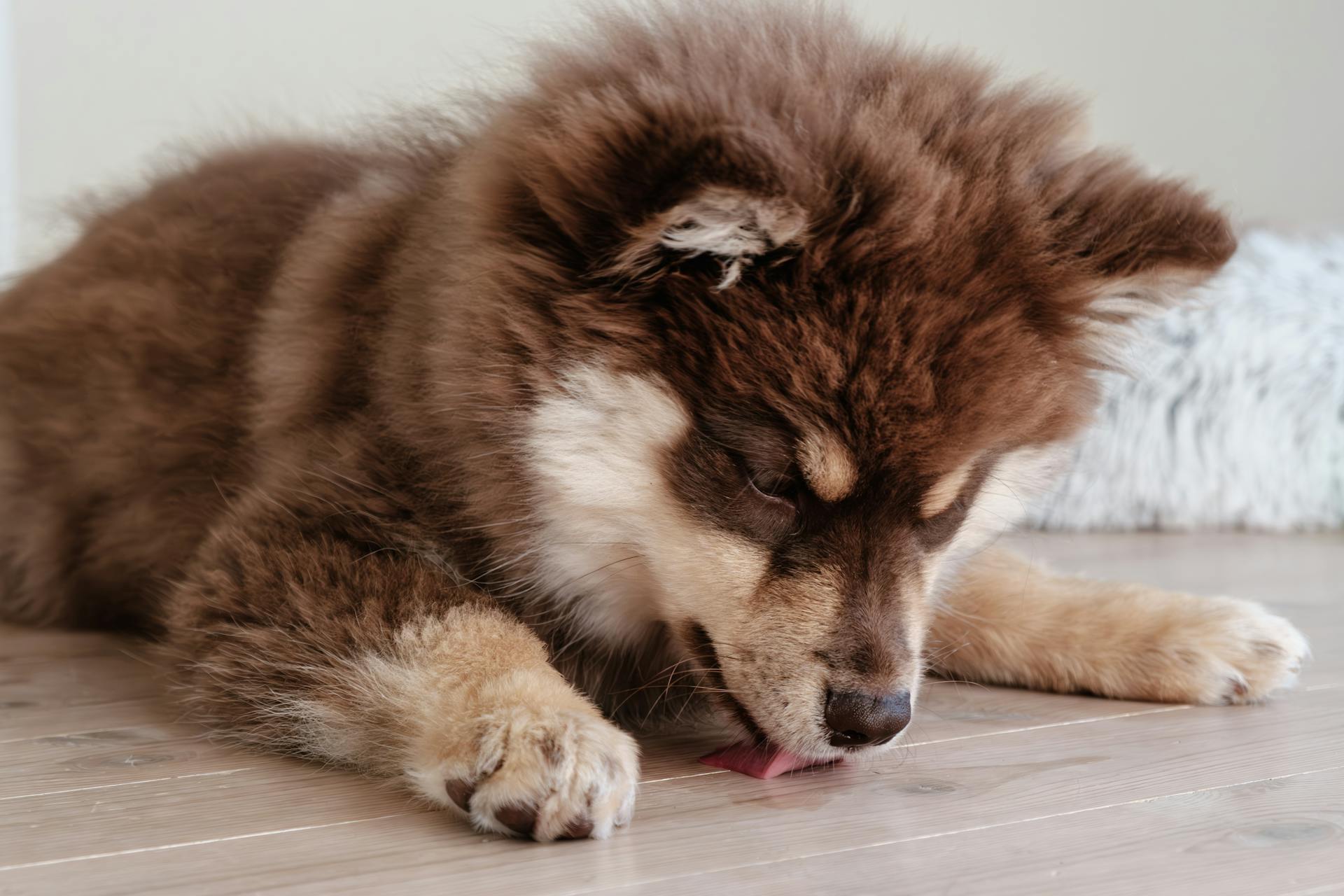 Finnish Lapphund Licking Wooden Floor