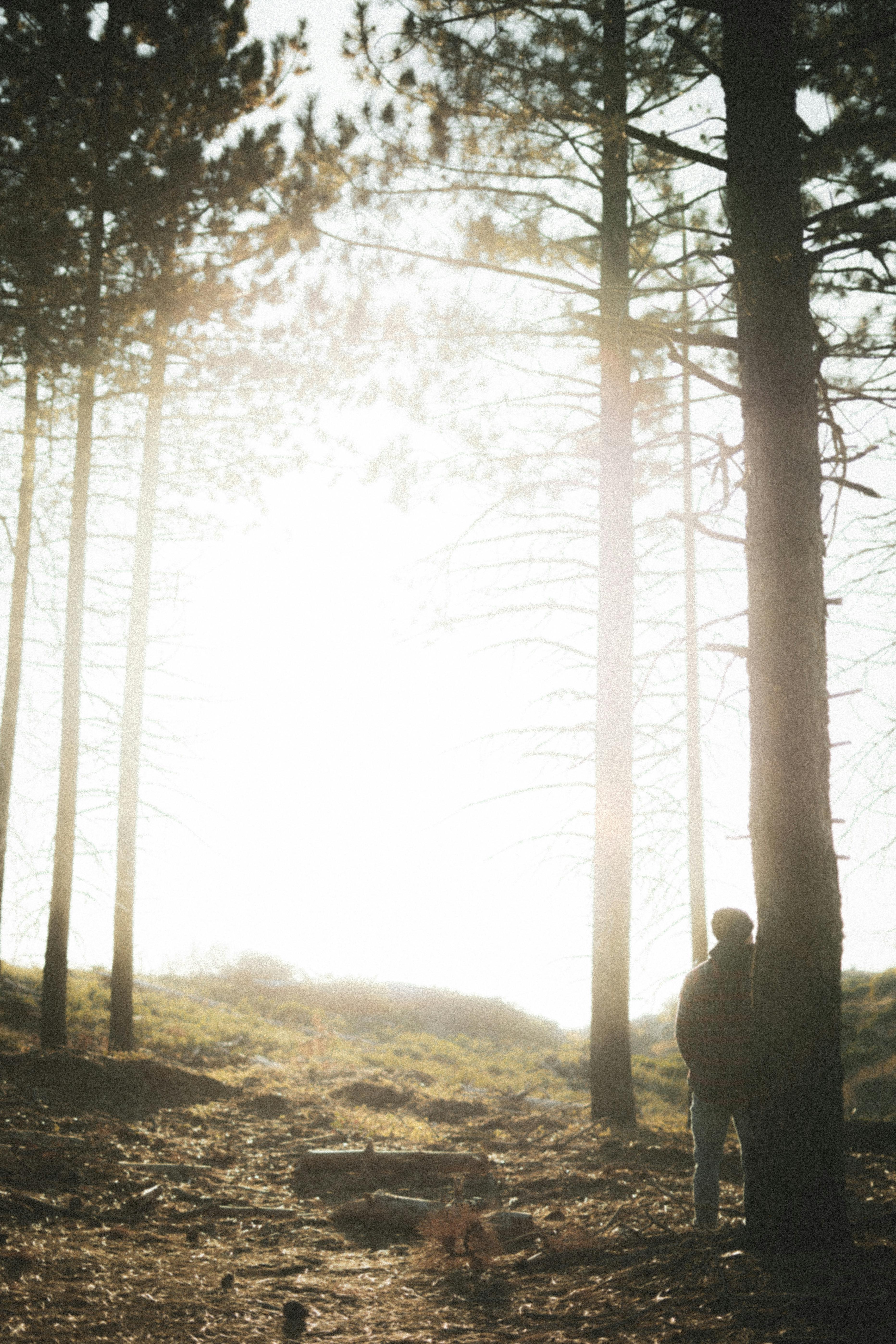 Silhouette of a man standing among tall trees in a sunlit forest, creating a serene atmosphere.