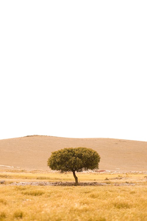 ağaç, bekar, çayır içeren Ücretsiz stok fotoğraf