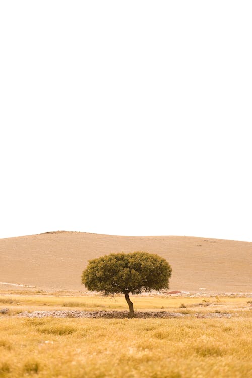 Foto d'estoc gratuïta de arbre, natura, naturalesa