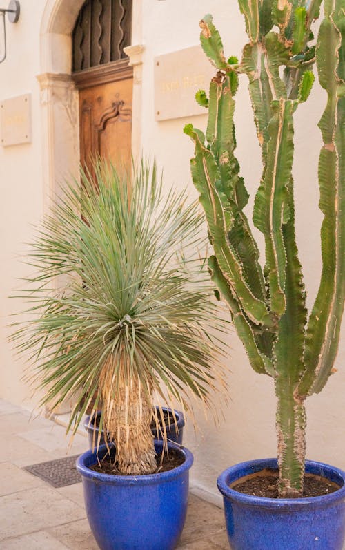 Cactus in Pots by the Street