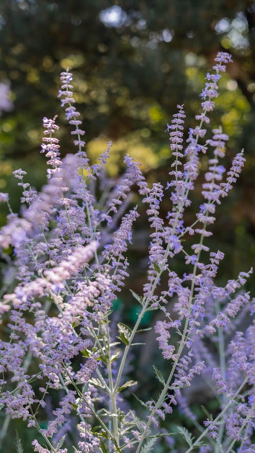 Foto profissional grátis de aumento, floração, flores de lavanda