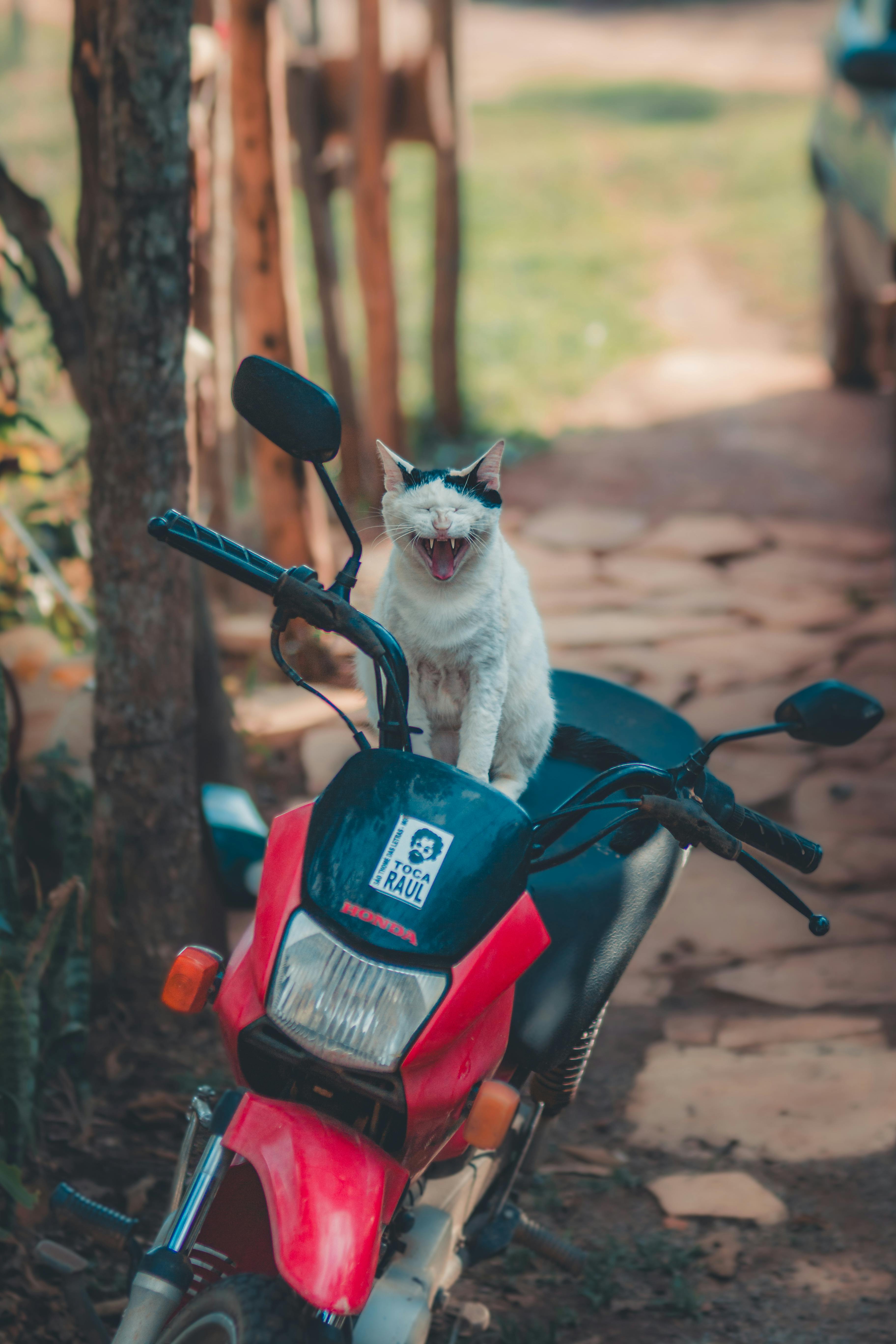 White cat sitting and yawning on a red motorcycle in a sunny yard.