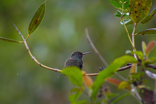 Foto d'estoc gratuïta de colibrí